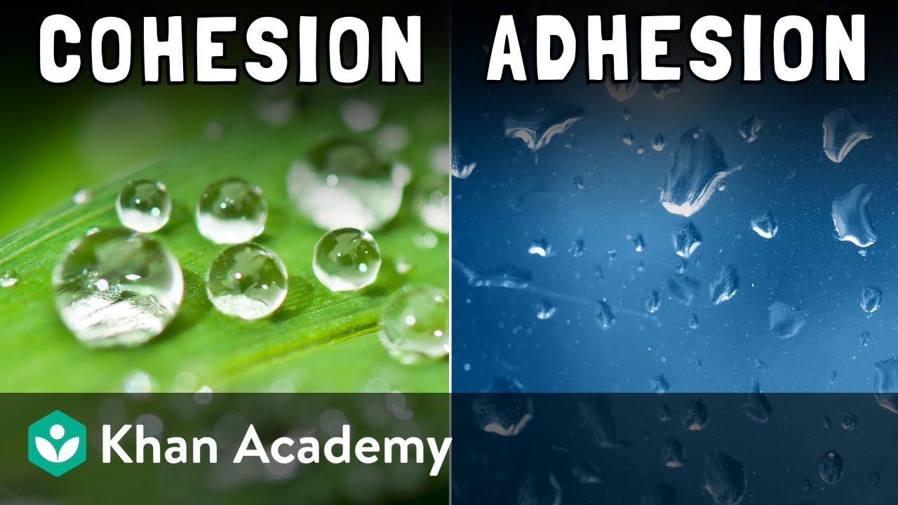 Cohesion and adhesion | Middle school chemistry | Khan Academy