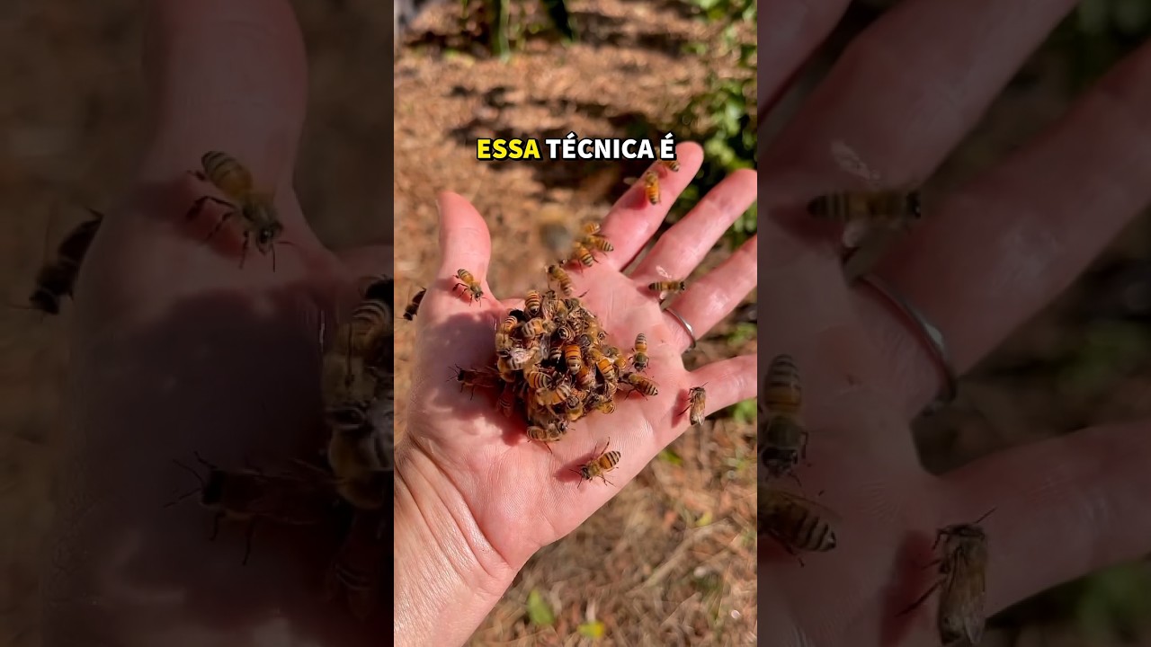 COMO Abelhas se DEFENDEM de VESPAS?#bicho #animal #curiosidade