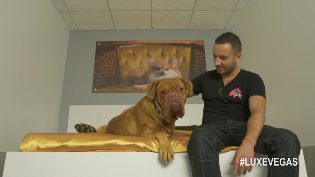 Luxury Pet Hotel in Las Vegas