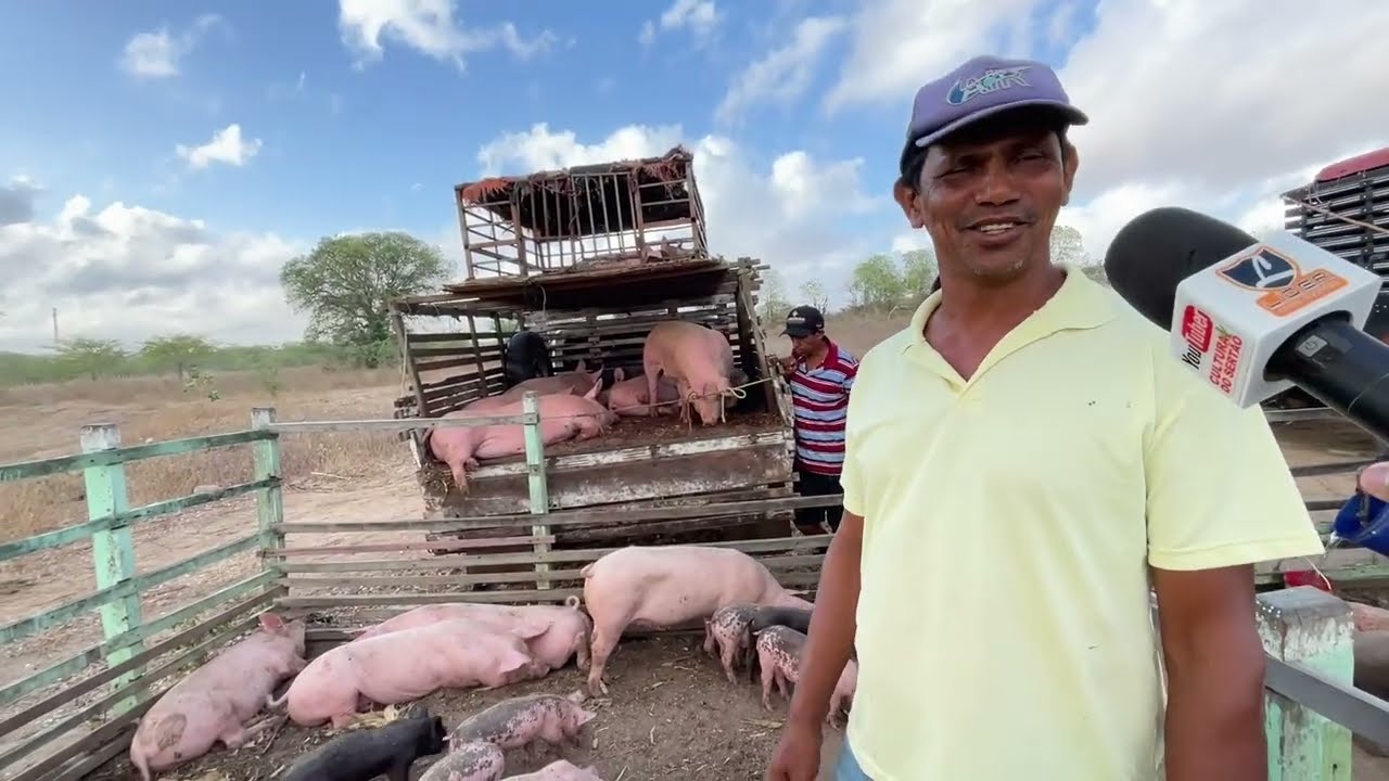 *Feira de Ovinos e Suínos* em Senador Rui palmeira - AL. 13 - 01 - 2026  