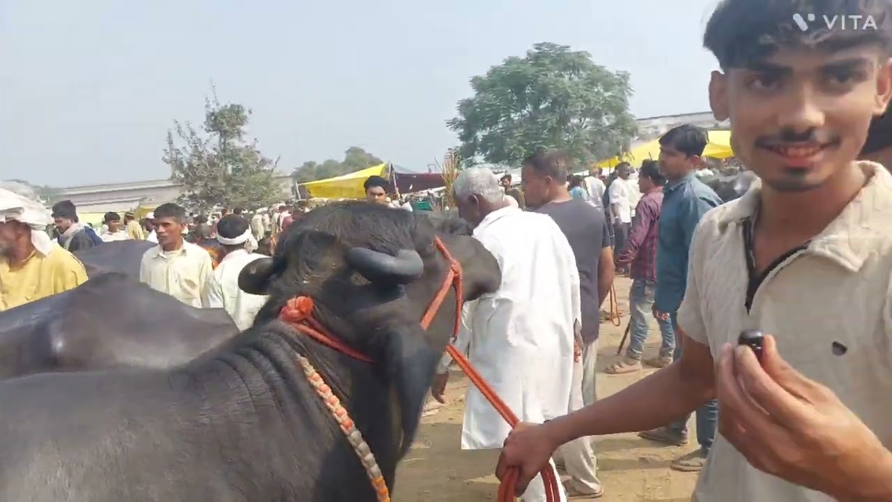 Madhiyai Pashu Mandi | Meerut Mandi | Bakdi Murrah Bhes