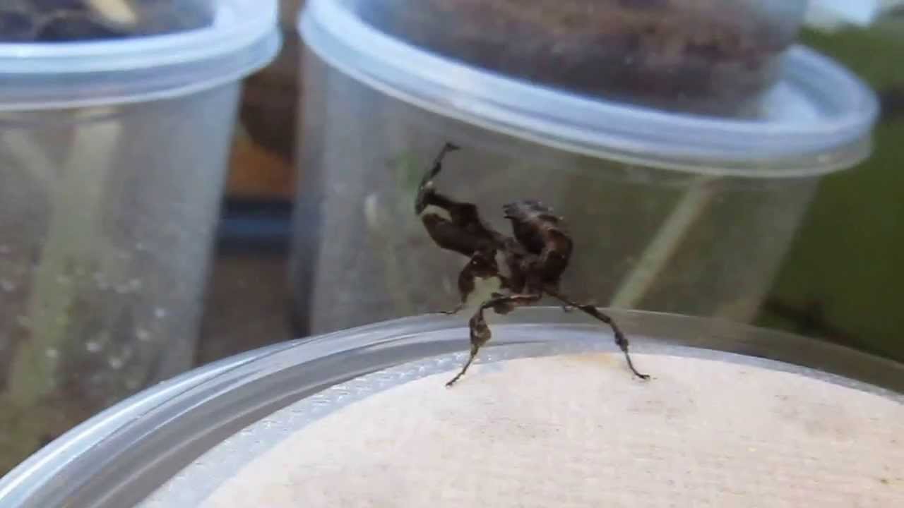 Ghost Praying Mantis Info