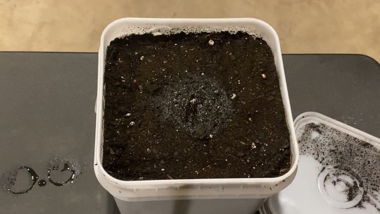 How to plant your Grow Peaceful Bucket *UPDATED*