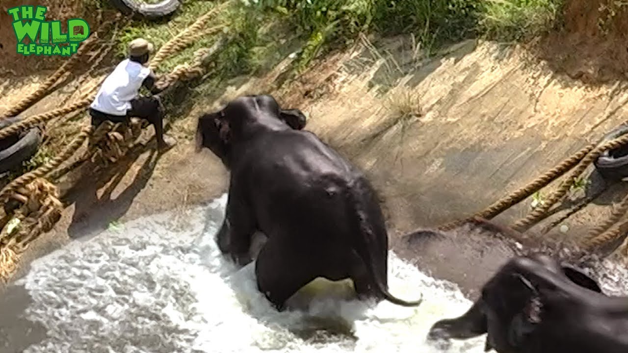 Two elephants saved from a canal, Thanks to kind people