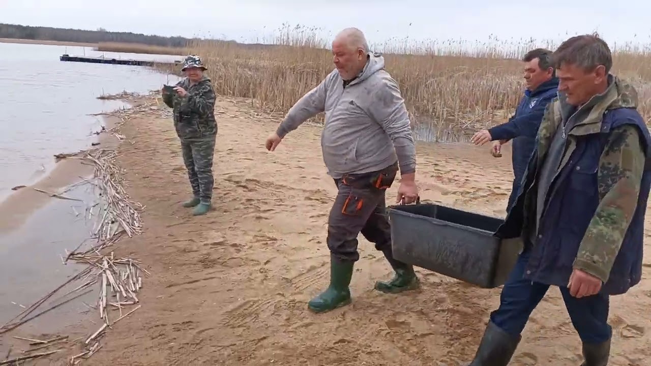 Kolejna partia tarlaków szczupaka wypuszczona do zb.  Siemianówka 14.04.2025r