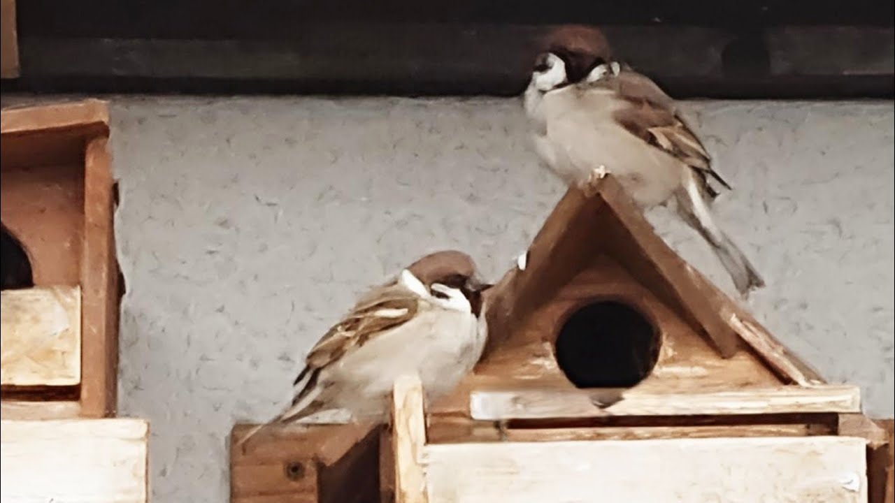 猫さま❤️喜ぶ動画長編🎵おはようございます✨2026/03/07雨空☔日の出🌄見れませんでした😅今日は雀さんのお家動画です🤩❗