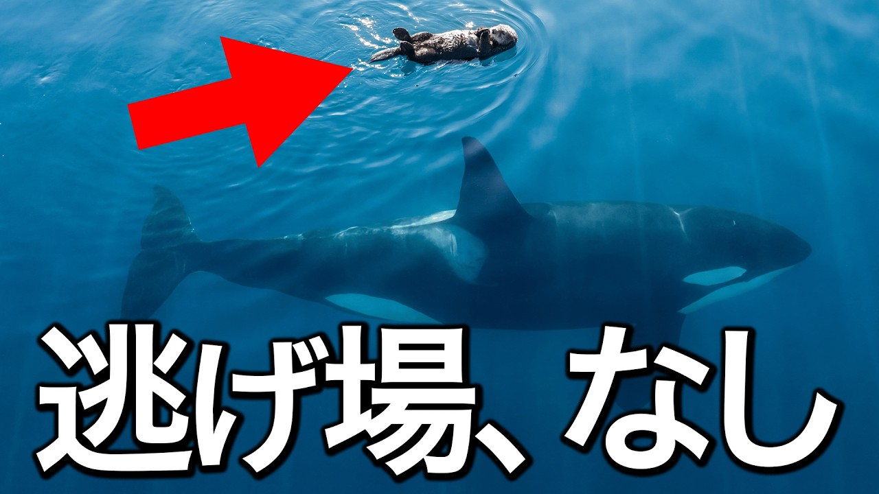 【ラッコの1日】死の影は、すぐそこに。水面に浮かぶ「一点の染み」の壮絶な一日。