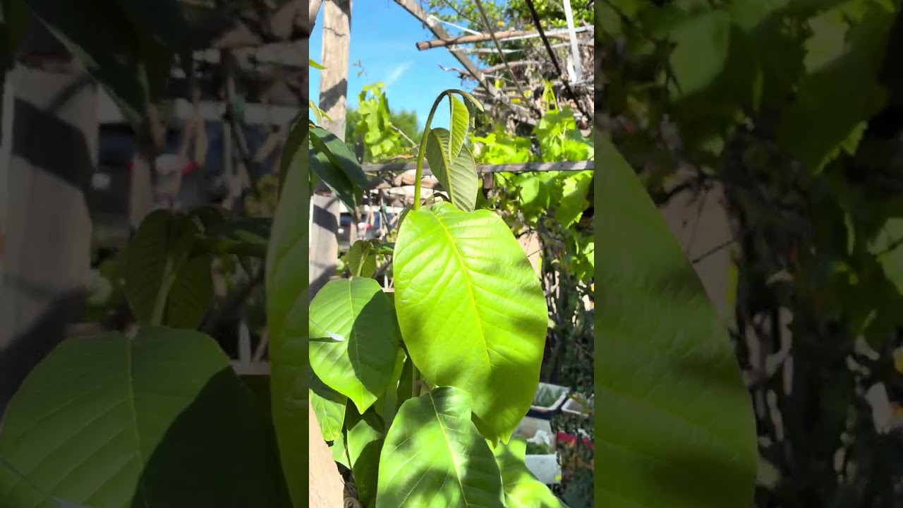 Cây mãng cầu ươn từ hột chờ trái đậu mỏi mòn 