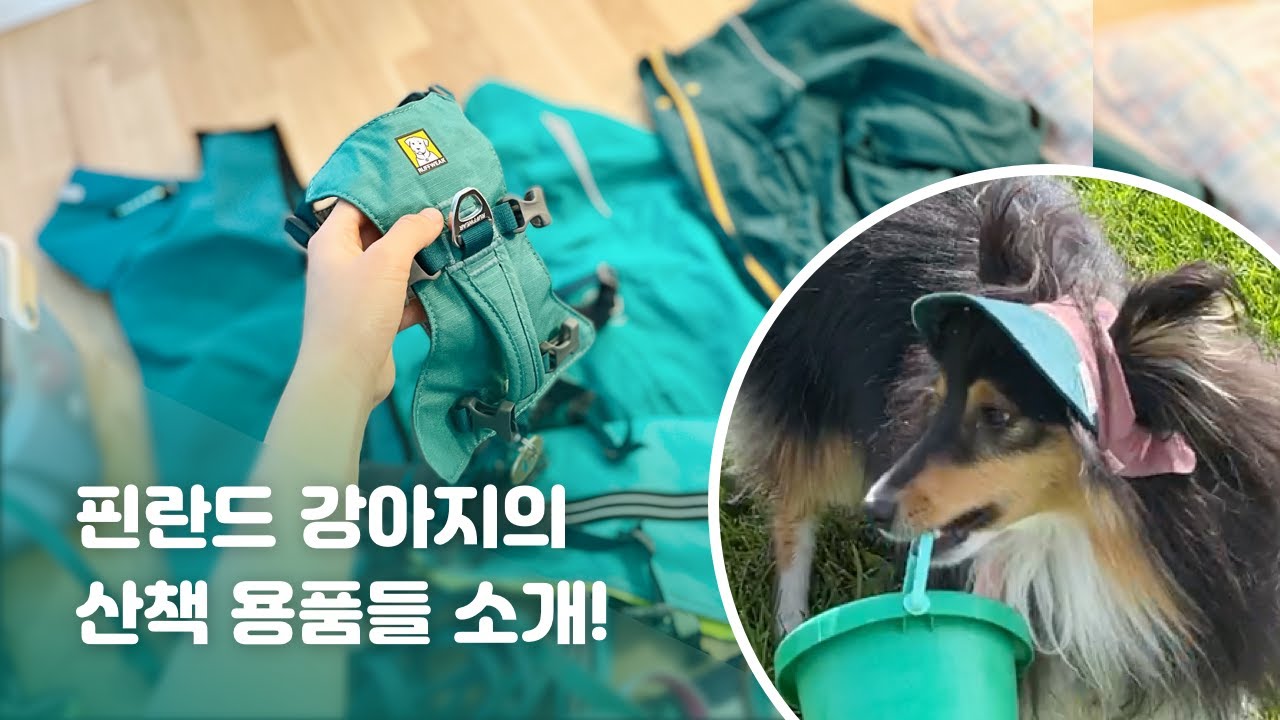 청록사랑🧤핀란드 강아지의 산책 용품 소개&추천! 후르타, 폼파 Pomppa, 러프웨어, 비요르키스, 오빌락, 루카펫, 링마벨 등 청록 아이템의 향연🤩