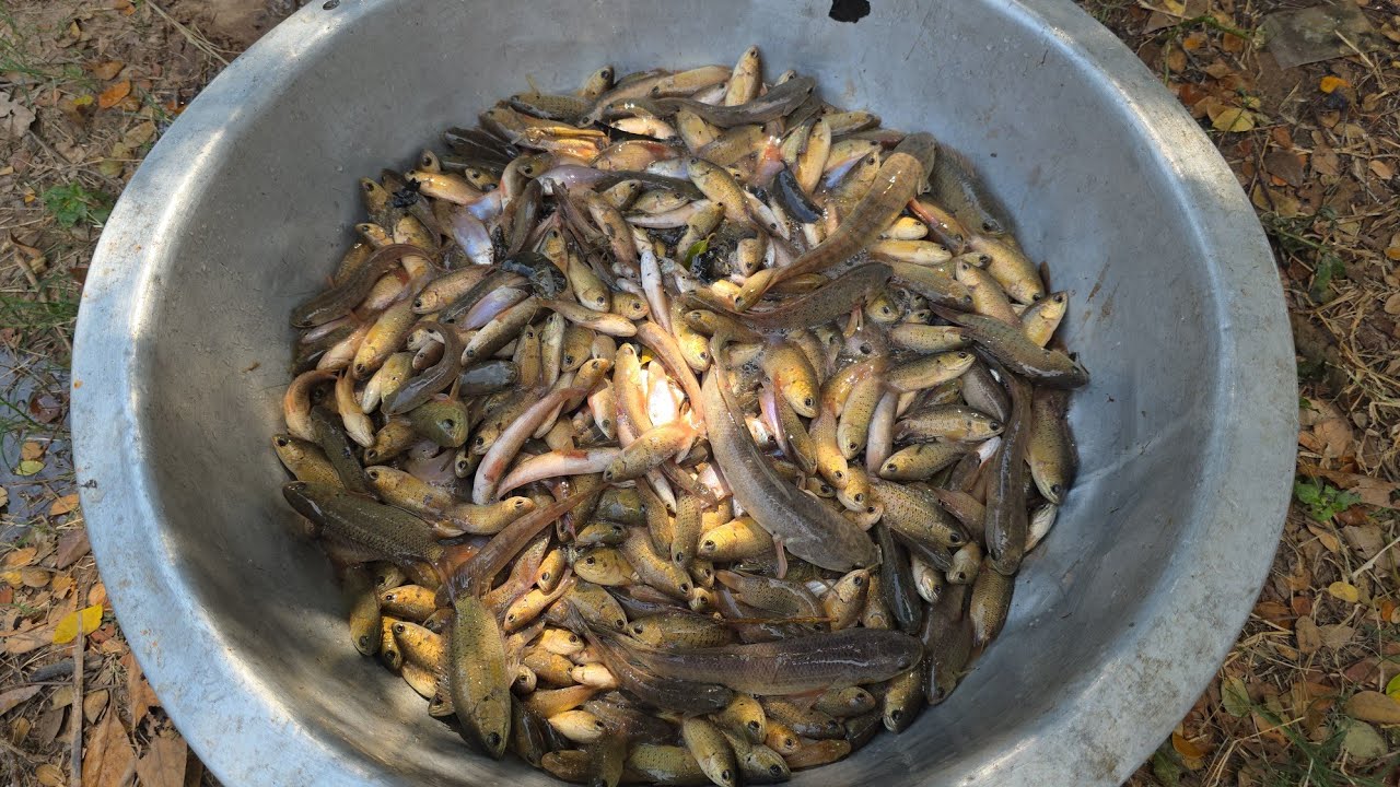 สูบปลาจับปลาค่อน้อยได้หลายเกีนคาดกับผัวเจ้สา