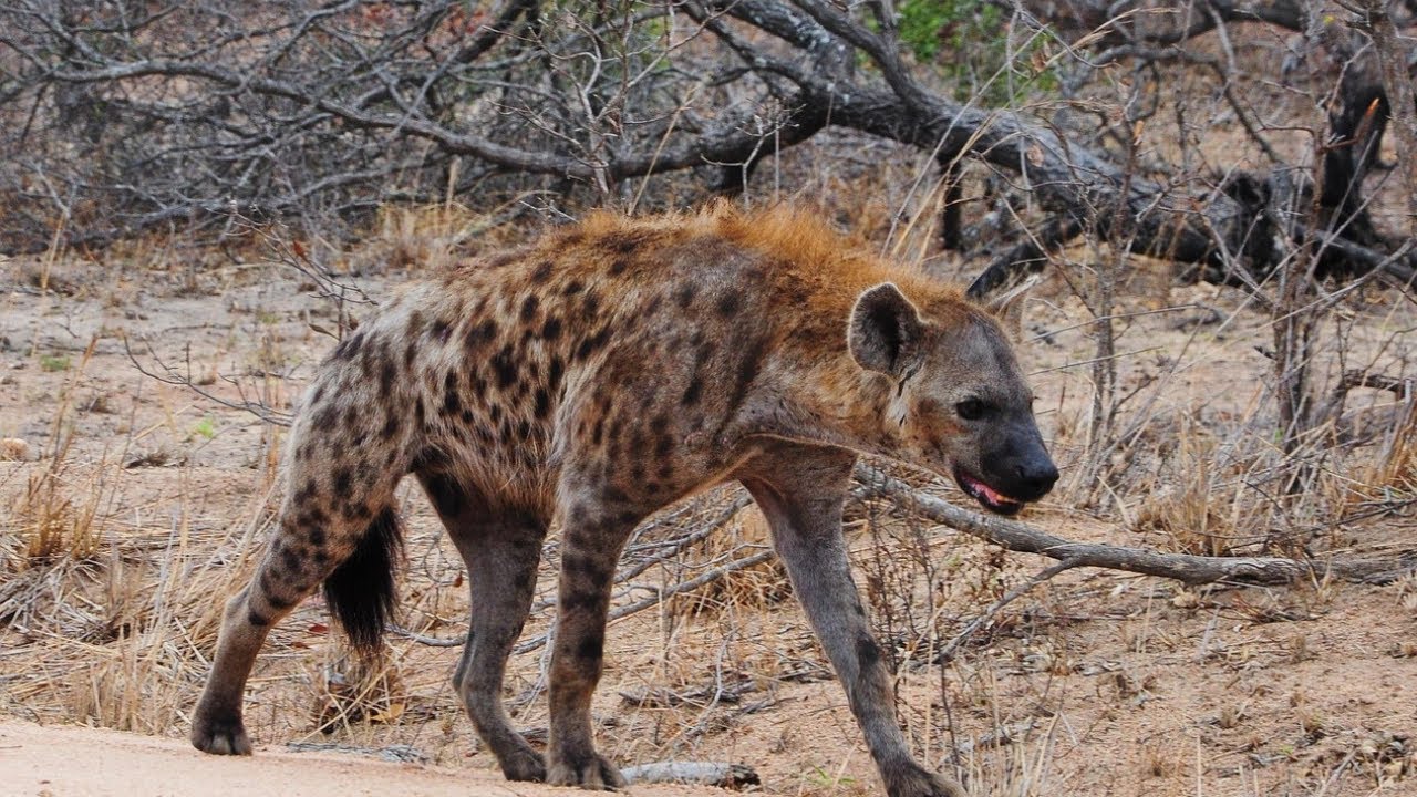 Hwange Safari Photo Adventure