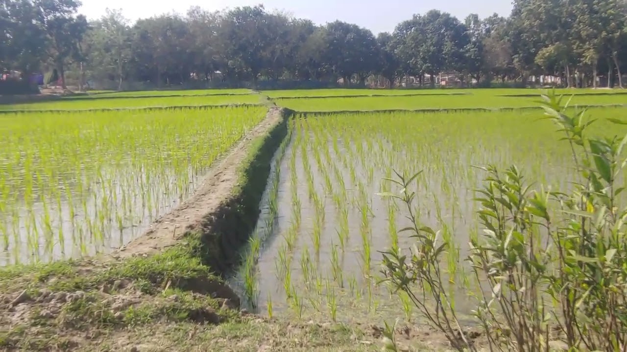 Village environment 05022026 