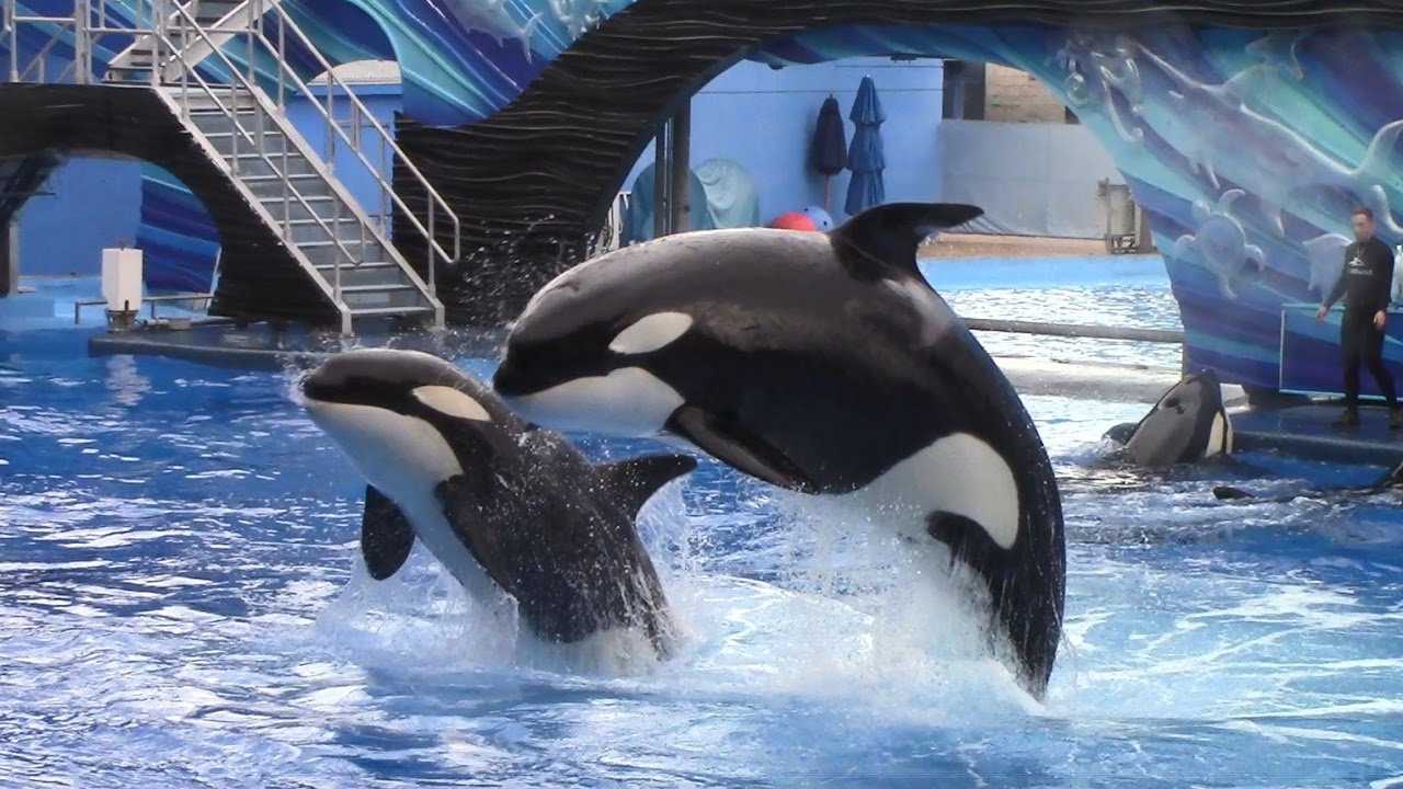 Ocean Discovery (Full Show) at SeaWorld Orlando on 1/27/17