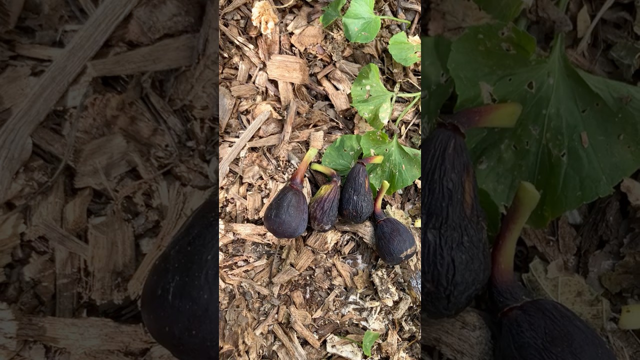 Ground layering fig trees #fig #figtree #figboss #gardeningtips #fruittrees