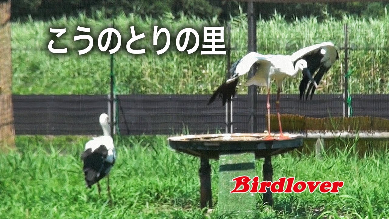 野田市「こうのとりの里」 / 字幕解説つき