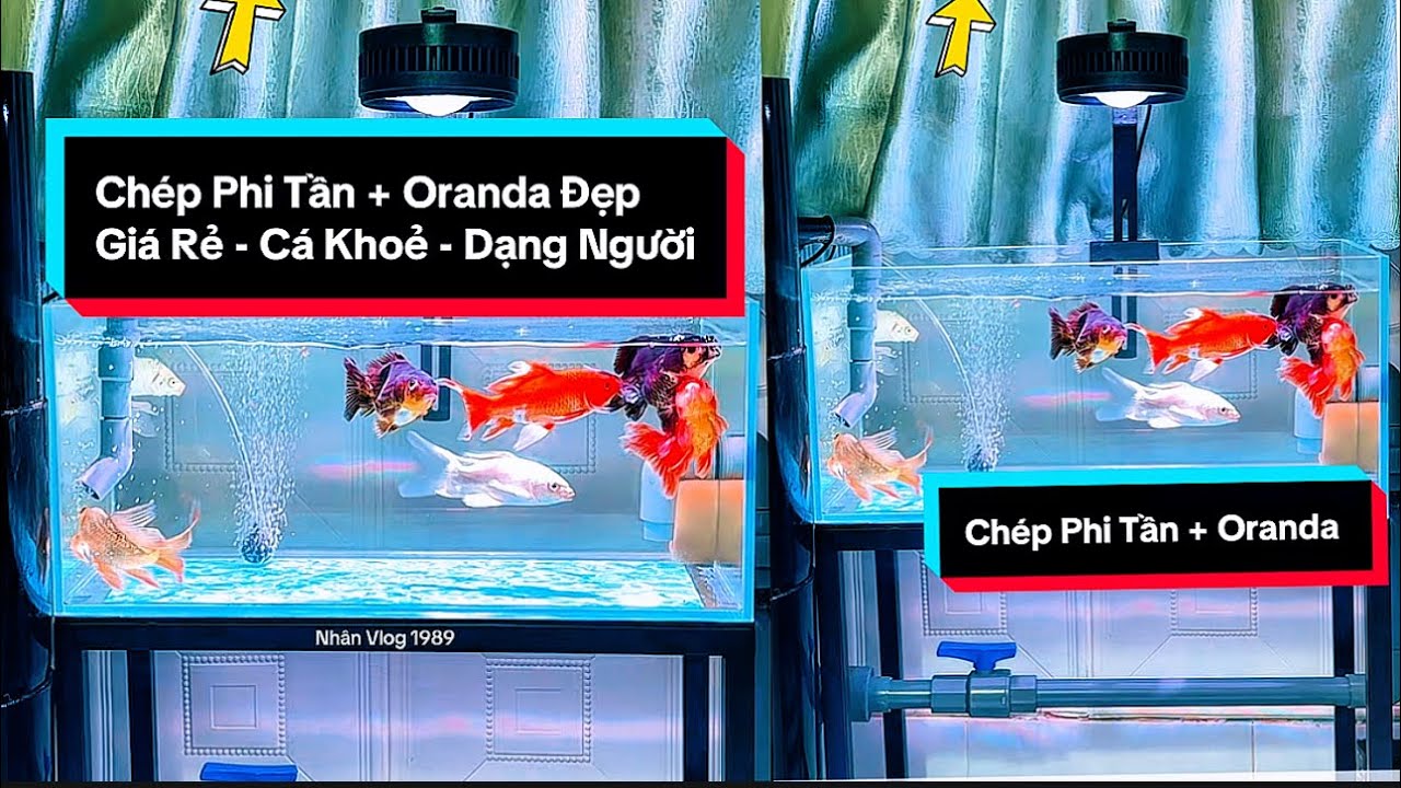 Cá Chép Phi Tần Mini và Oranda Zize 5 Ngón Siêu Rẻ - Cá Thả Sau 45 Phút Đã Tung Tăng Dạng Người.
