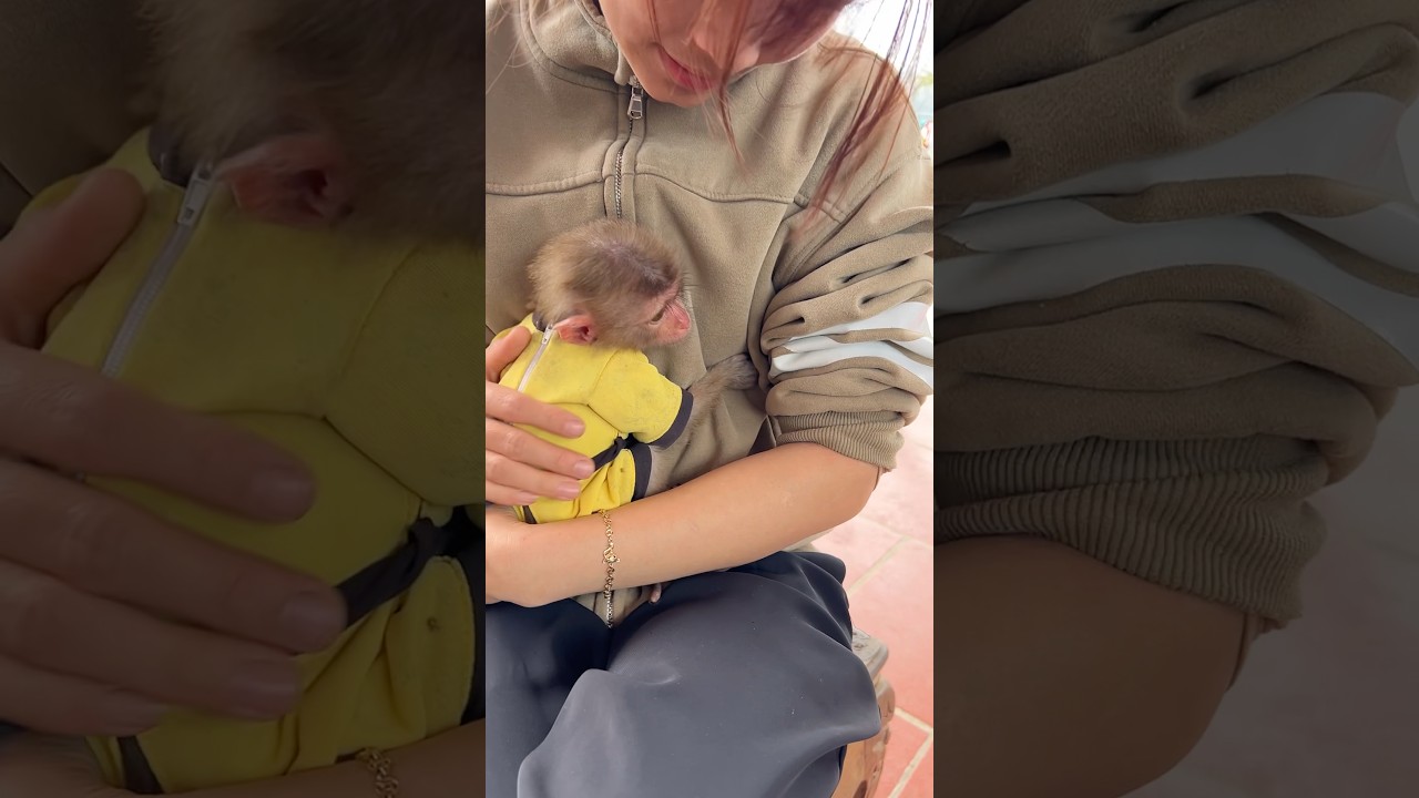 The baby monkey ran to hug its mother.#mokey