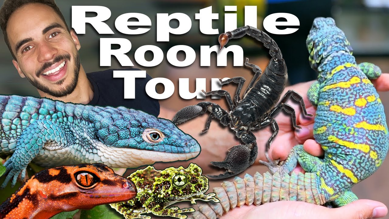 Exotic & Rare Reptile Room Tour!