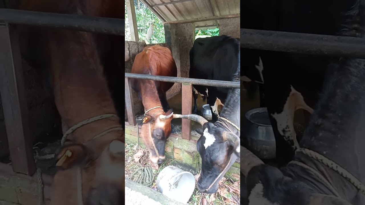 Cow is our HERO