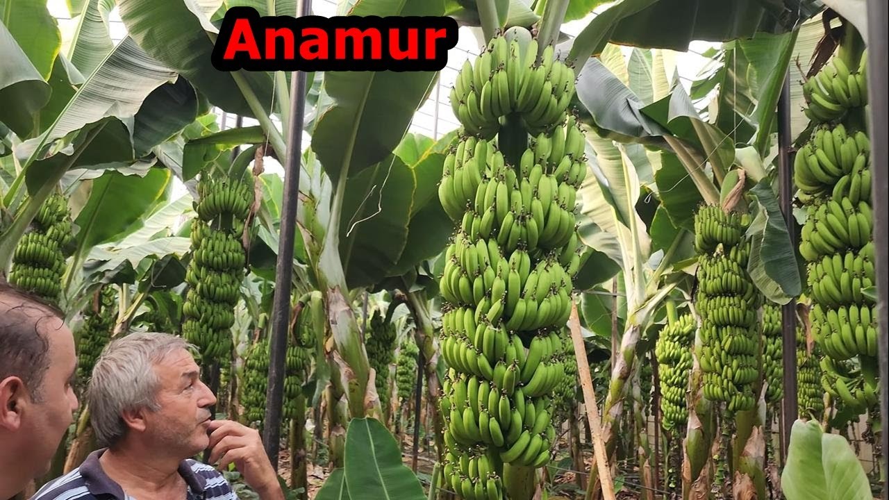 Anamur - Muz Serası Yüksek Verimli Hale Nasıl Getirilir - Muz Ağacı - Muz Fidesi Gübreleme - Bakımı