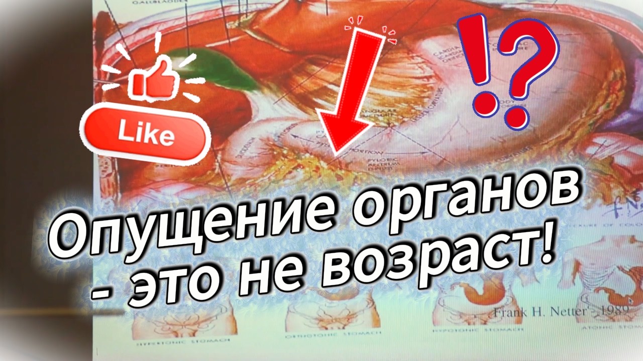 Лейкоцит долгожителя: как выглядит клетка, которая защищает вас 100 лет?