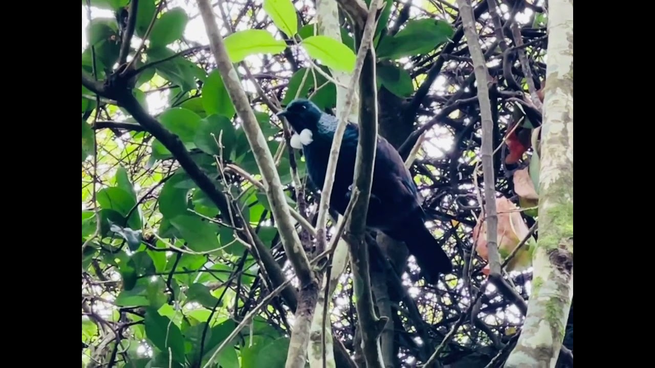 Tui Song NZ