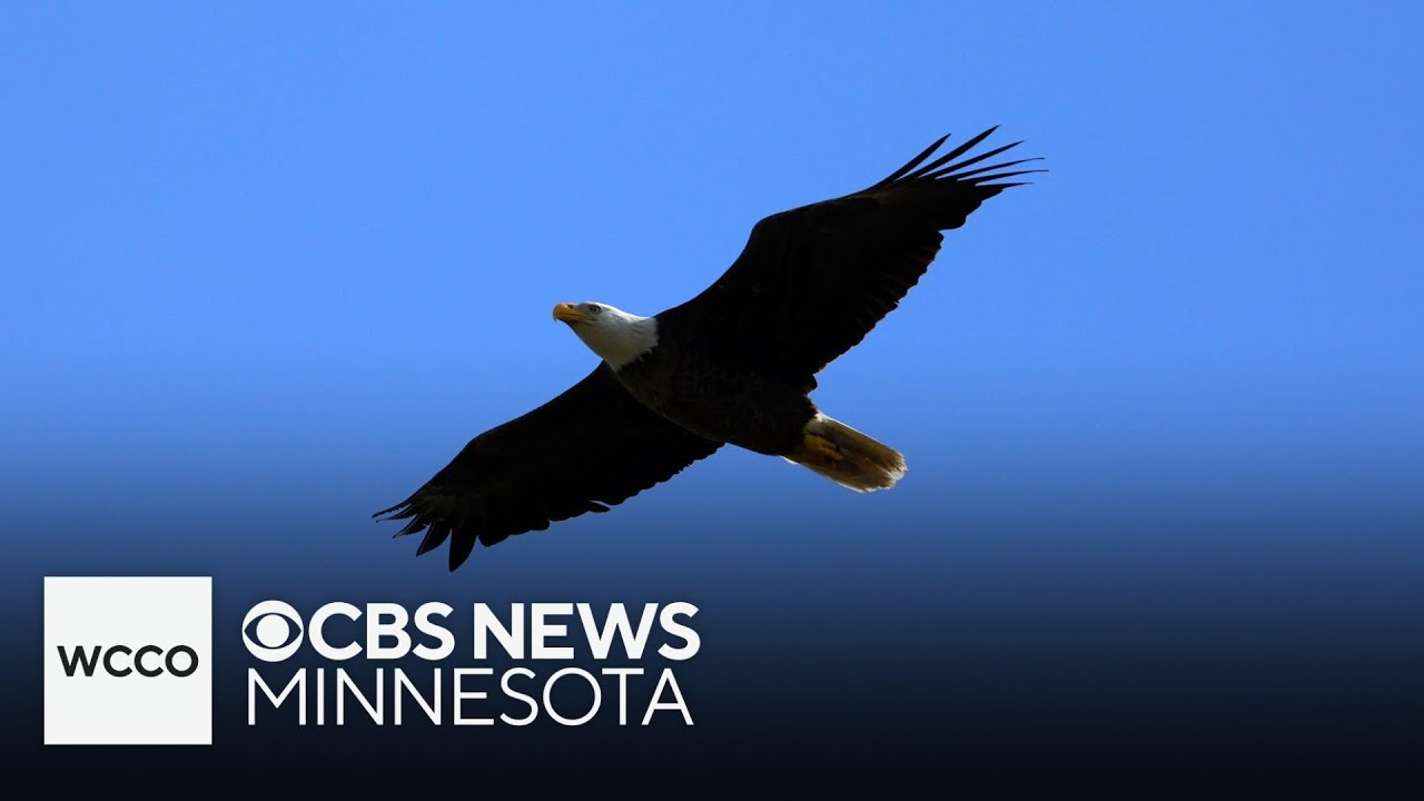 Why bald eagles are flocking to a small Minnesota community
