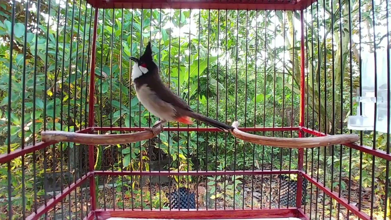 Chào mào hót giọng chim rừng