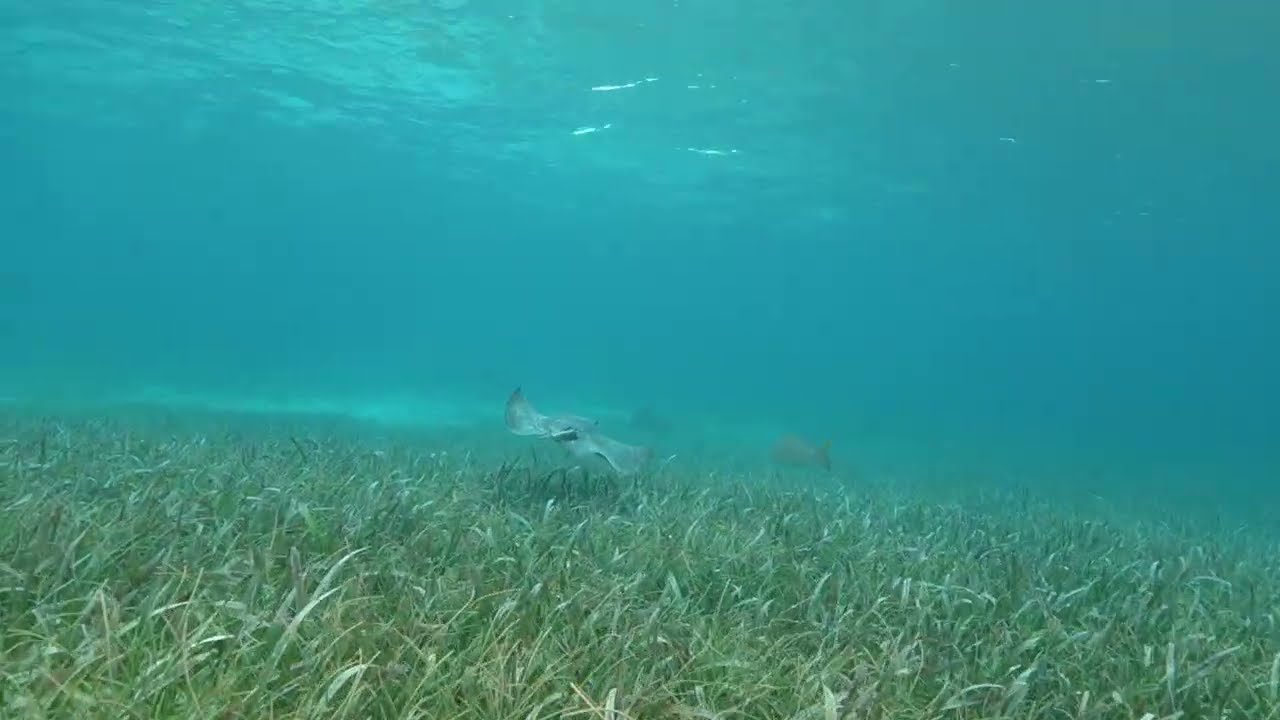 Graceful Stingray at Belize's Hol Chan Reserve