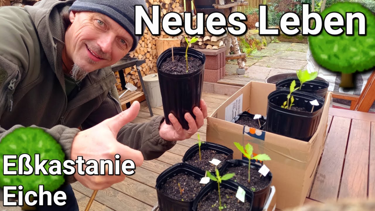 Waldbäume selber ziehen - Neues Leben Update zur Esskastanie & Eiche 🌳 #forstwirtschaft #bäume #wald