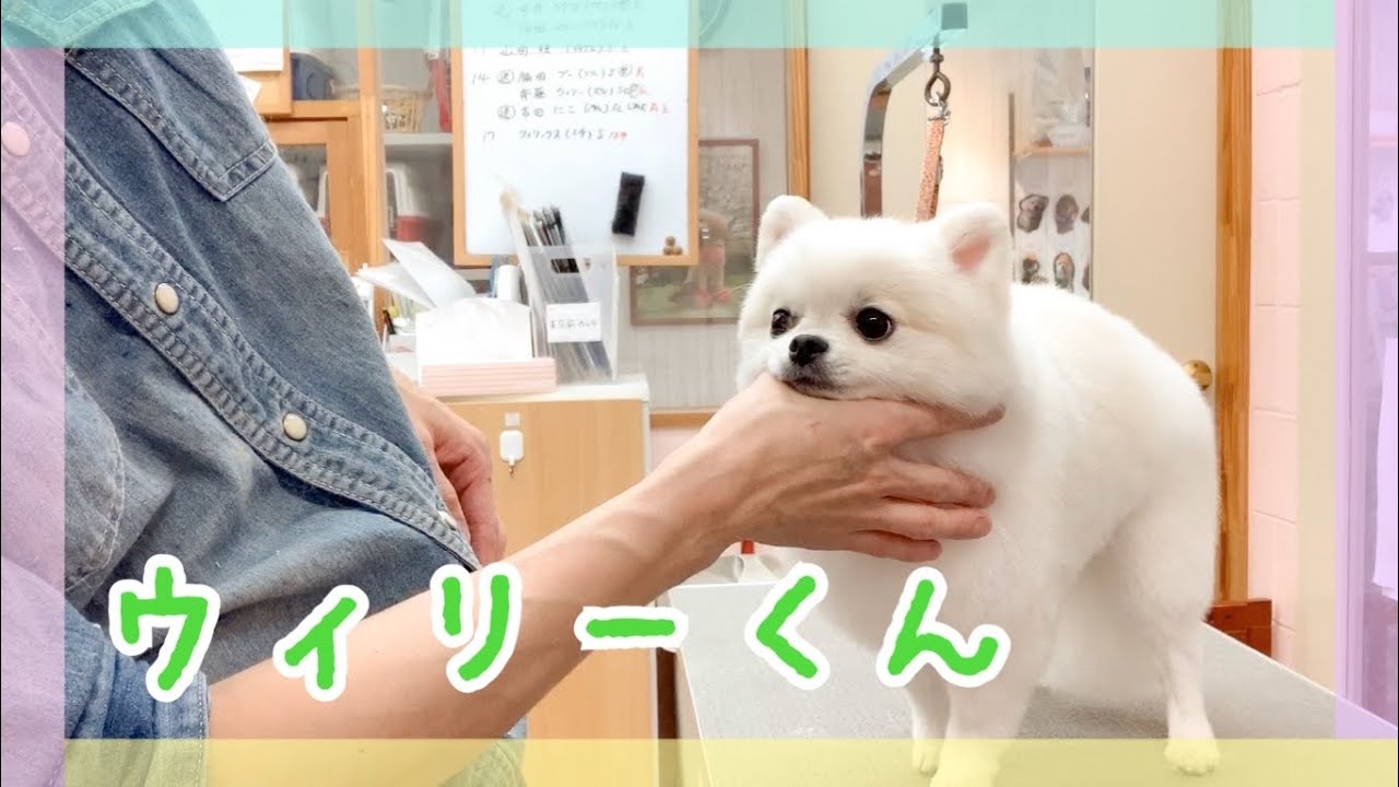 ウィリーくん（ポメラニアン）のシャンプーカットの様子【大阪市旭区高殿 ペットケアサロンAnneve】
