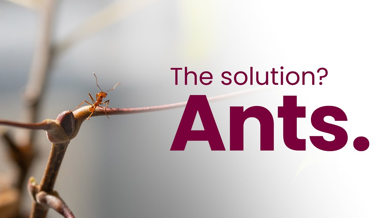 Ants and antibiotics: How insects could help beat drug-resistant superbugs