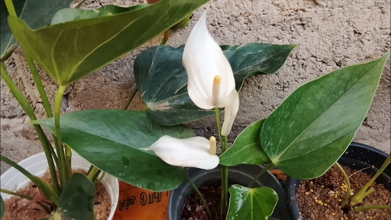 336 සුදු පාට ලෝන් ටේල් මෙයා කව්ද?#anthurium #gardening #ඇන්තුරියම්#ස්වයංරැකියා #බෝග වගව#ගෙවතු බෝග 