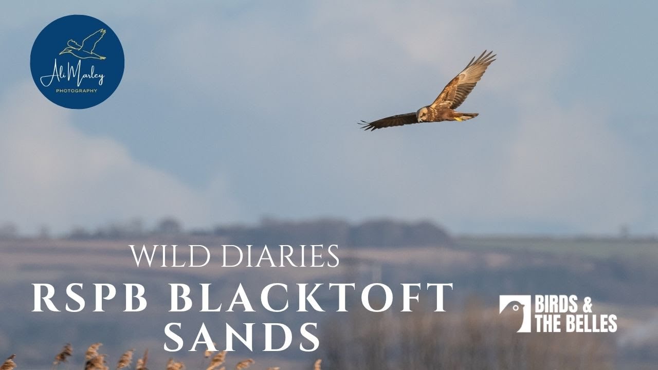 Back to UK Birding! Blacktoft sands with the Birds and the Belles, Marsh harries and waders galore