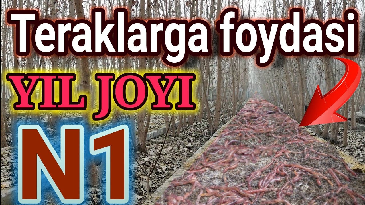 Chuvalchang boqish uchun yil joyi N1. Bu biznesga ishonmaganlar koʻringlar qidirib qolasiz.