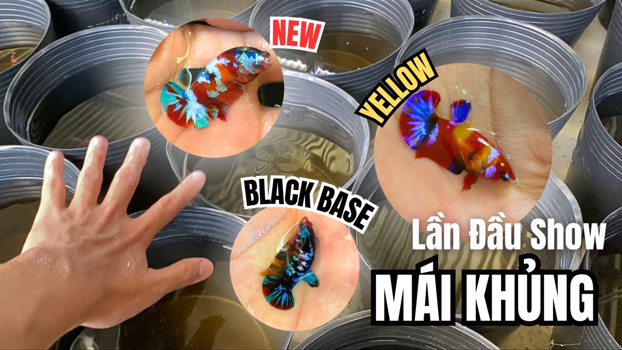 Lần Đầu Show Dàn Cá Betta Mái Khủng | Betta Nền Đen Black Base | Betta Quang Nguyễn
