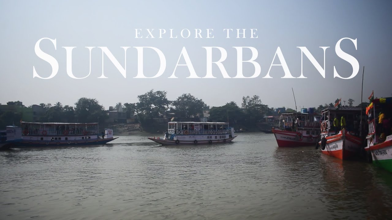 Explore the Sundarbans | 🦌 Cinematic Wildlife Video 🦜