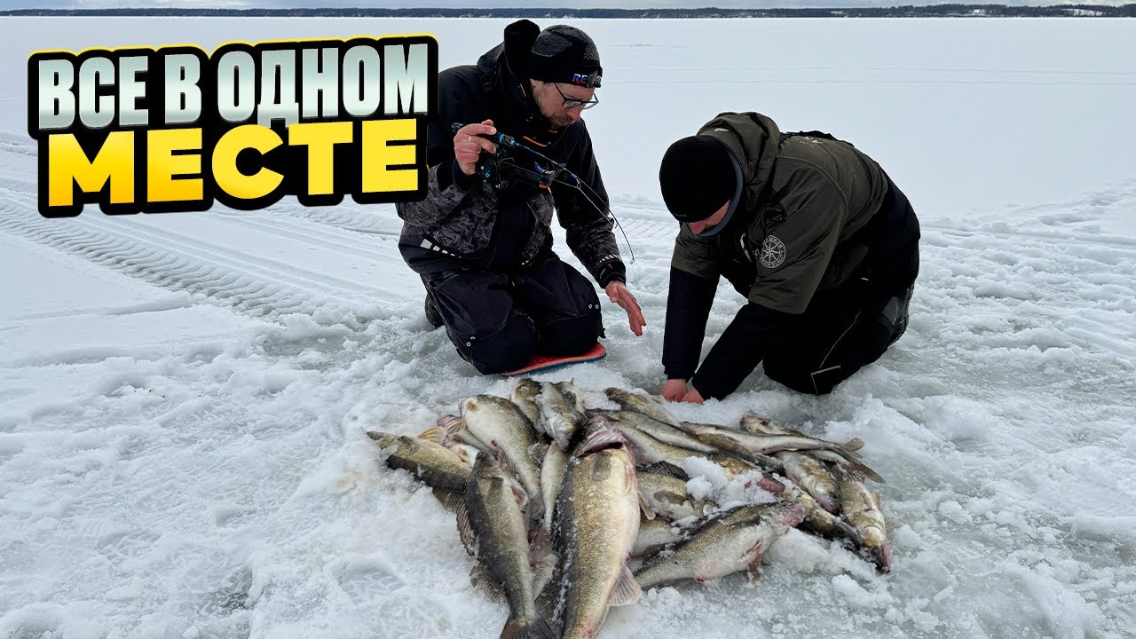 В ОДНОМ месте невероятная раздача РЫБЫ! ПРИМАНКА на капризного судака!