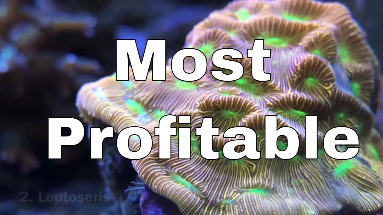 Top 5 Most Profitable Intermediate Corals
