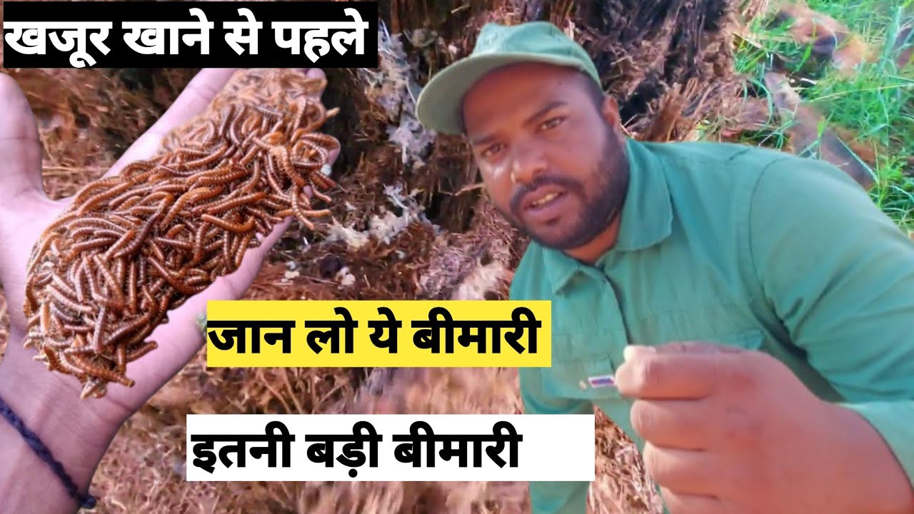 इस खजूर के पेड़ में एक बहुत बड़ी बीमारी पायी जाती है || Is Khajur K Ped Main Ek Bahut Badi