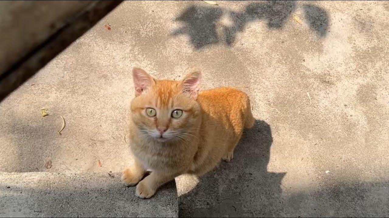 流浪小猫太调皮了，在窗户外叫人了来陪它玩