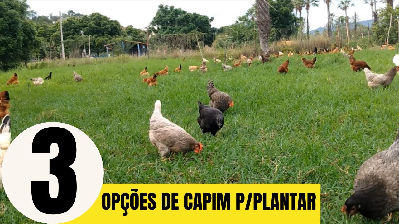 3 Opções de capim para plantar nos piquetes das galinhas