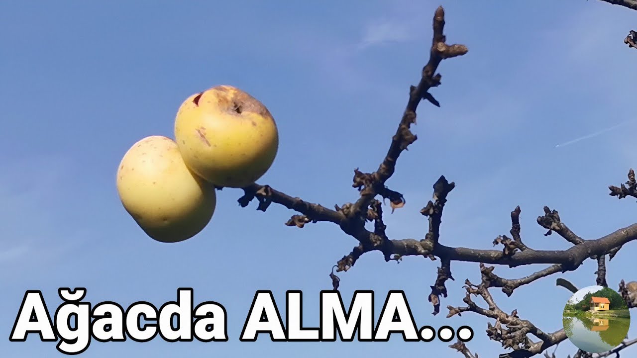 Kəndimizin PAYIZI, MAL-QARASI, Almalar AĞACDA Qaldı, Göz Yaşı Kimi ÇEŞMƏLƏRİ | Şuduq, QUBA
