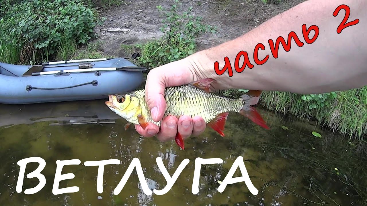 река ВЕТЛУГА 🎣 рыбалка с ночёвкой 🔥 июль 2025