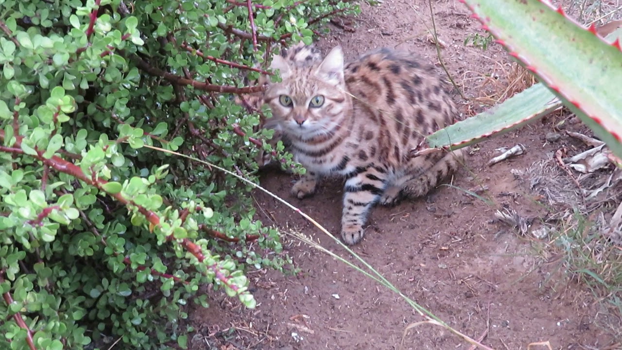 Feeding the black footed cats