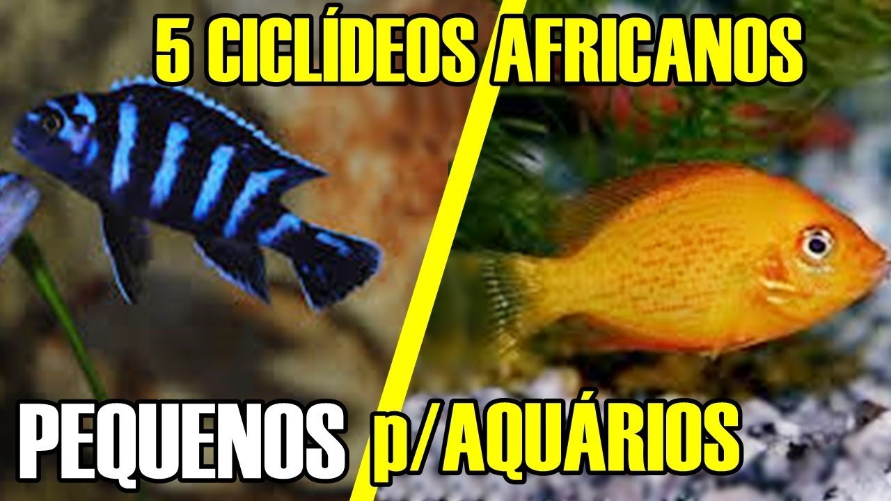 5 CICLÍDEOS PEQUENOS para AQUÁRIOS