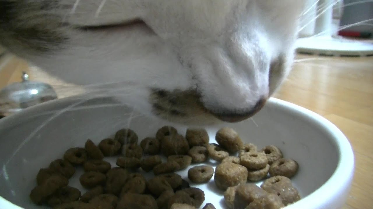 良く噛む猫のカリカリ咀嚼音動画