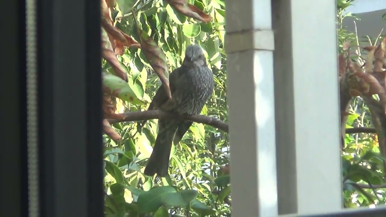 A Bird Came & perched on a branch of an abocado tree: 2026/3/1 (Sun)