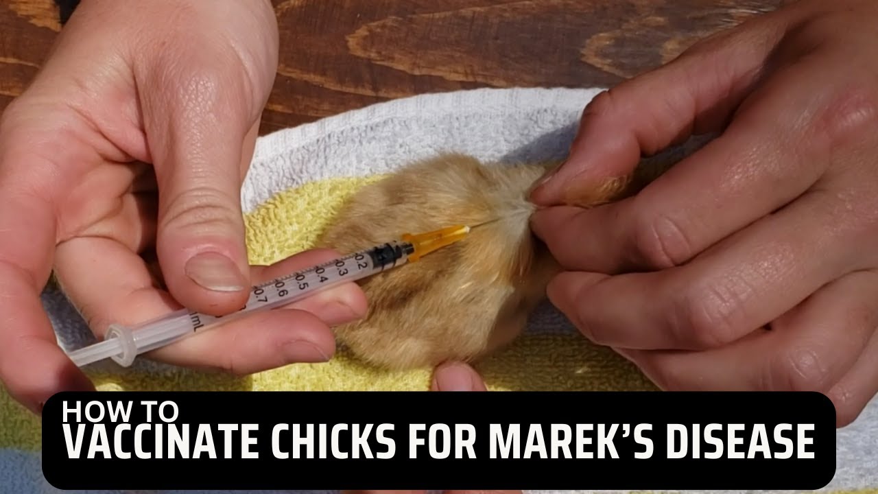 How to Vaccinate Chicks for Mareks Disease - Step by Step
