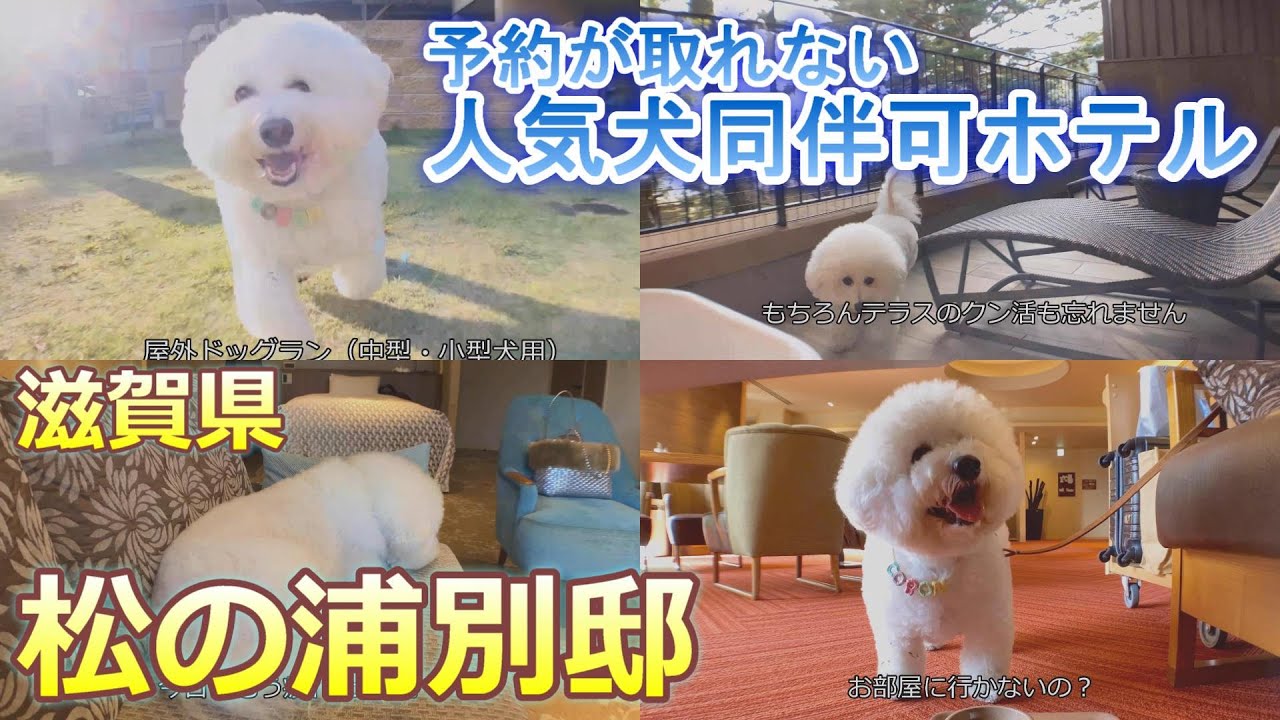 【犬同伴可ホテル】滋賀県 松の浦別邸（予約が取れない人気犬同伴可ホテル）